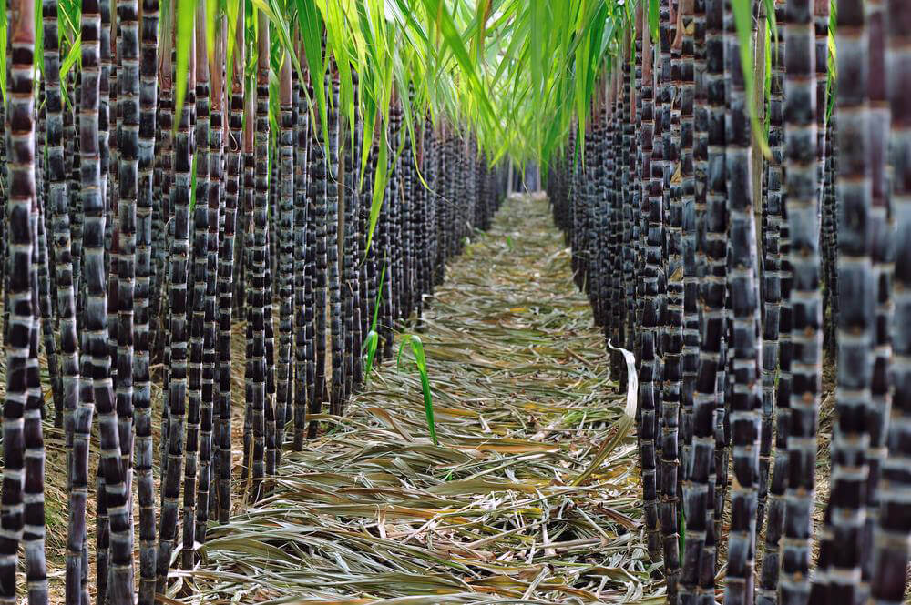 ТОП-10 стран по производству сахарного тростника
